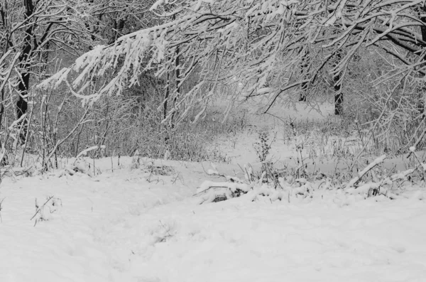 Snow landscape winter. — Stock Photo, Image