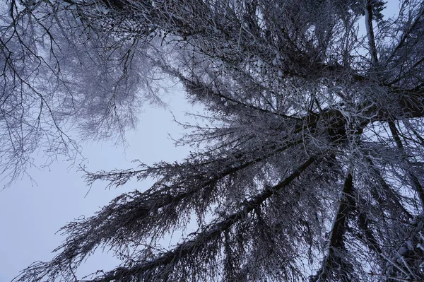 Αφηρημένα φόντο χειμώνα με αφράτο χιόνι, νιφάδες χιονιού και βελόνες στα κλαδιά της ερυθρελάτης closeup — Φωτογραφία Αρχείου