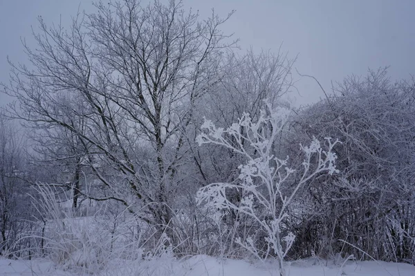 Träbord av fritt utrymme och vinterlandskap — Stockfoto
