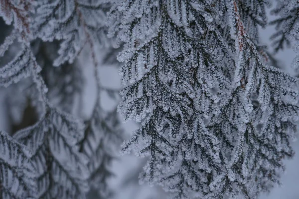 Αφηρημένα φόντο χειμώνα με αφράτο χιόνι, νιφάδες χιονιού και βελόνες στα κλαδιά της ερυθρελάτης closeup — Φωτογραφία Αρχείου