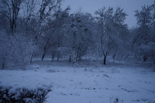 Jul vinter bakgrund med snö och suddig bokeh.God jul och gott nytt år gratulationskort med kopia utrymme. — Stockfoto