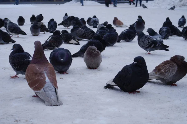 Pombos na neve — Fotografia de Stock