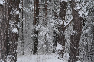 karlı kış manzara