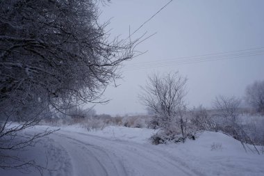 Niveous karlı manzara. Kış orman ve gökyüzü. Ağaçlar güzel doğal arka plan kar ile kaplı