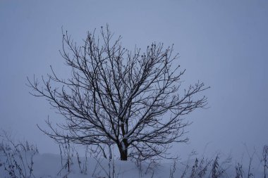 Kabarık kar, kar taneleri ve Ladin closeup dalları üzerinde iğne ile kış arka plan                