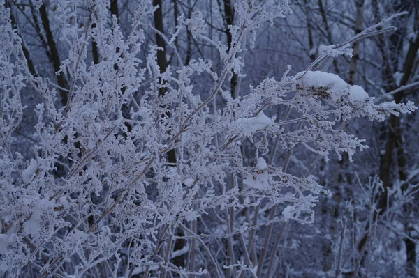 Baumstämme in der Waldlandschaft. Abstrakte Komposition Hintergrund mit minimalen Linien im Winter — Stockfoto