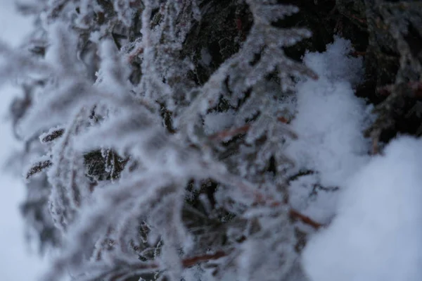 Fondo de invierno abstracto con nieve esponjosa, copos de nieve y agujas en las ramas de abeto primer plano — Foto de Stock