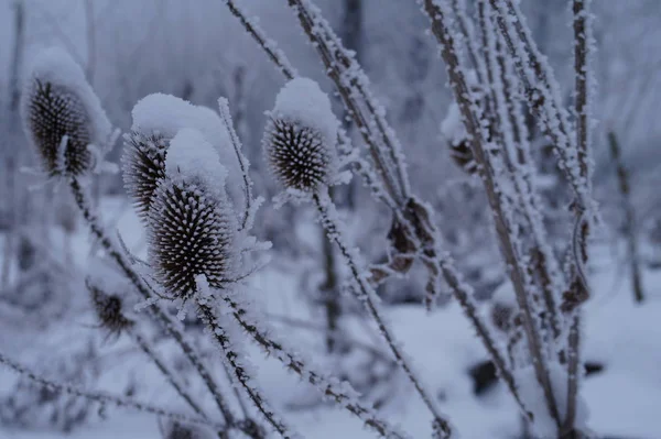 冬雪植物のとげ — ストック写真