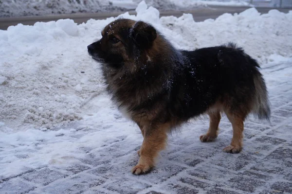 Netter Kleiner Hund Schnee — Stockfoto
