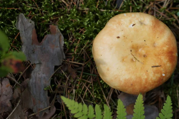 Closeup Shot Mushroom Growing Ground — Stock Photo, Image