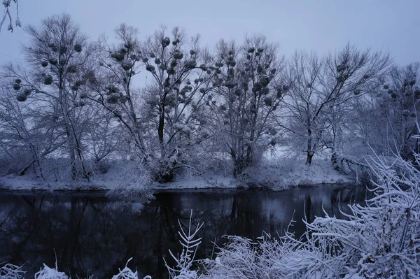 Floresta na geada. Paisagem de inverno. Neve árvores cobertas. — Fotografia de Stock