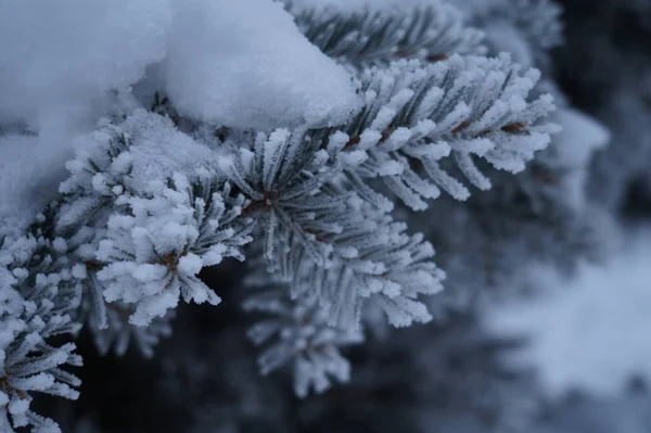 Abstraction, gel sur aiguilles d'épinette — Photo