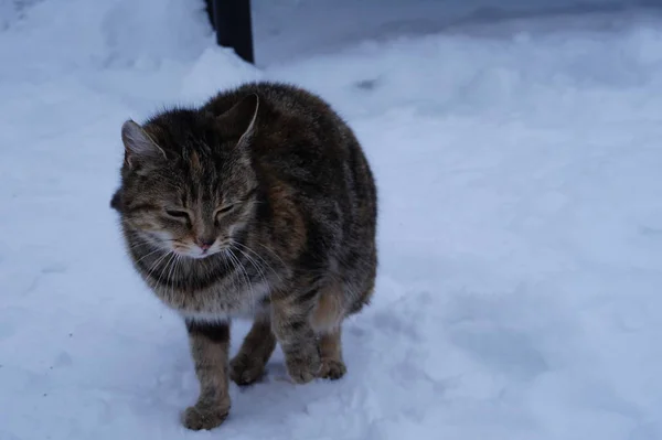 Domácí kočka na sněhu — Stock fotografie