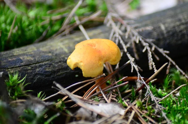 Mushrooms on with latin name agaricus silvaticus in a forest glade — Stock Photo, Image