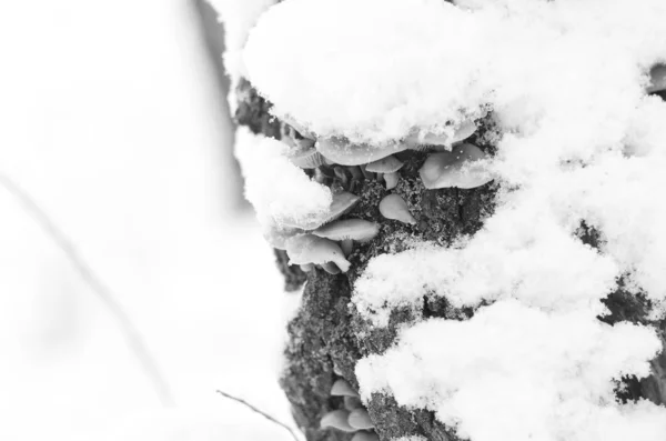 青空の背景に木の冬雪枝 — ストック写真