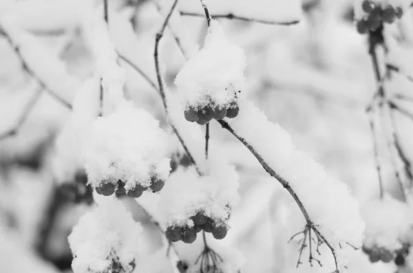 Winter snow branches of tree on a blue sky background — Stock Photo, Image