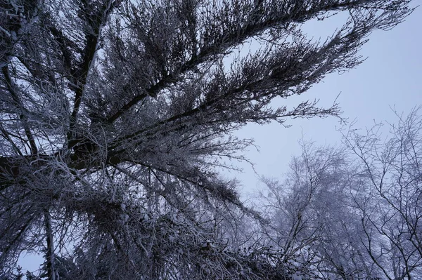 Fondo de invierno abstracto con nieve esponjosa, copos de nieve y agujas en las ramas de abeto primer plano — Foto de Stock