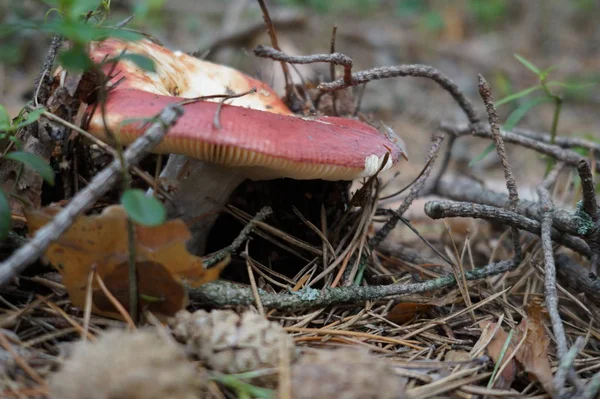 Primo Piano Colpo Funghi Che Crescono Terra — Foto Stock