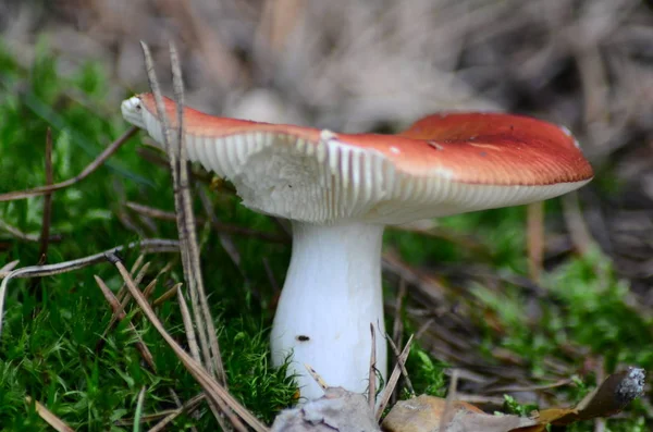Cogumelos em com nome latino agaricus silvaticus em uma clareira florestal — Fotografia de Stock