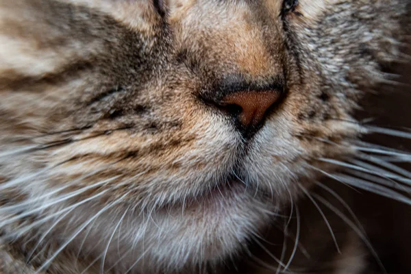 Jeune chat fou surpris faire gros yeux gros plan. Américain shorthair surpris chat ou chaton drôle visage grands yeux. Jeune chat à l'air surpris et effrayé. Émotionnel surpris chaton grand oeil large à la maison — Photo