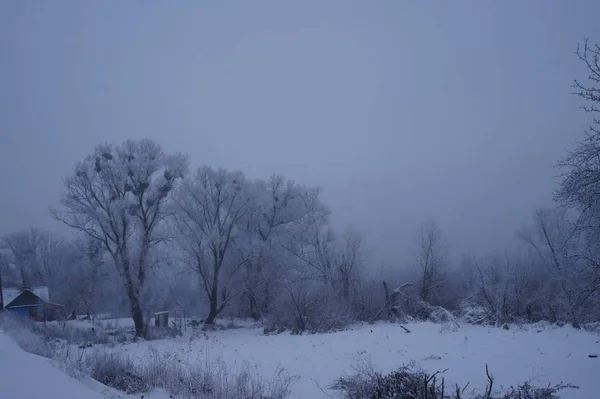 Tout est couvert de neige. Arbres de Noël fabuleux et ambiance festive — Photo