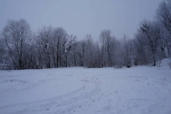 Nebelige Winterlandschaft mit Tannen — Stockfoto