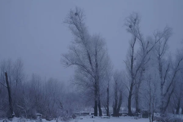 Vše je pokryto sněhem. Skvělé Vánoční stromky a sváteční náladu — Stock fotografie