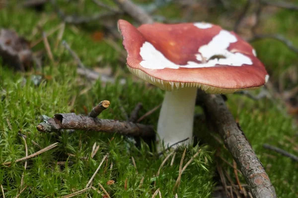 Nahaufnahme Von Pilzen Die Auf Dem Boden Wachsen — Stockfoto