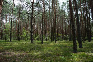 Ormandaki ağaçların mavi yaz gökyüzünün arka planındaki görüntüsü 