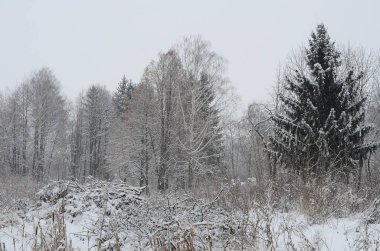 Karla kaplı ağaçlarla kaplı kış manzarası