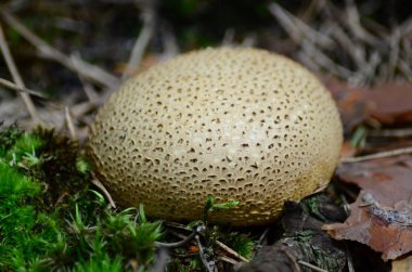 Latince adı agaricus silvaticus olan mantarlar ormandaki açıklıkta