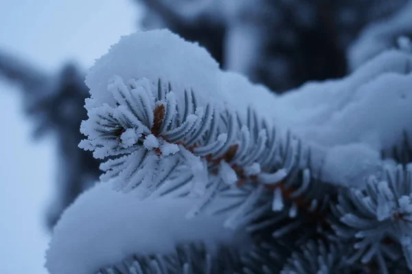 Abstraction, gel sur aiguilles d'épinette — Photo