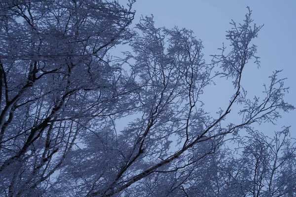 Trädstammar i skogslandskapet. Abstrakt sammansättning bakgrund med minimala linjer på vintern — Stockfoto