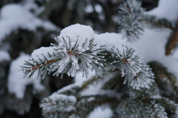 Astratto sfondo invernale con neve soffice, fiocchi di neve e aghi sui rami di abete rosso primo piano — Foto Stock