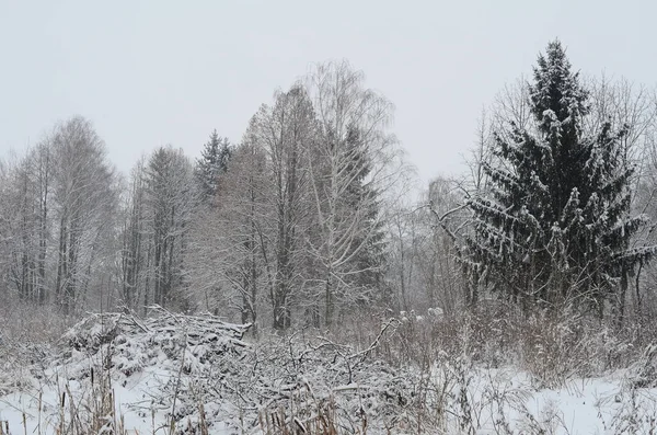Karla kaplı ağaçlarla kaplı kış manzarası