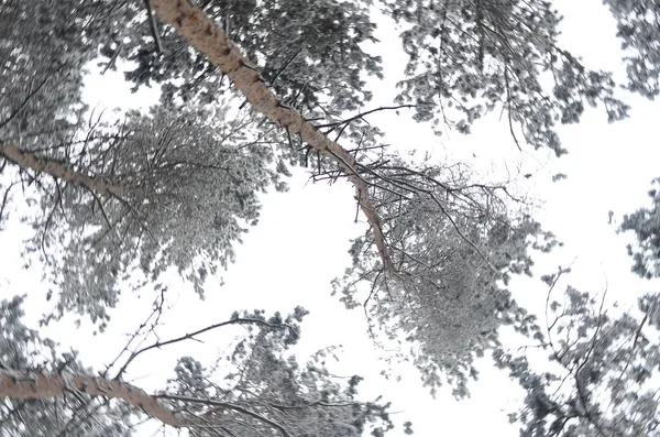 Korony drzew. widok z dołu — Zdjęcie stockowe