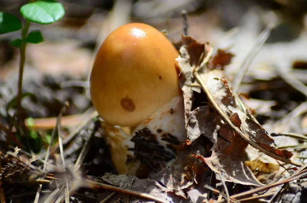 Mushrooms on with latin name agaricus silvaticus in a forest glade — Stock Photo, Image