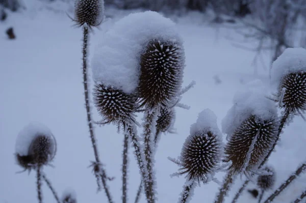 冬雪植物のとげ — ストック写真