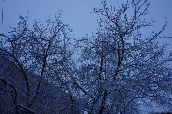 Kmeny stromů v lesní krajině. Abstraktní kompoziční pozadí s minimálními liniemi v zimě — Stock fotografie