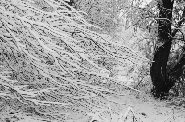 Snö landskap vinter. — Stockfoto