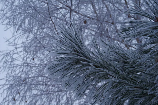 Abstrakta vintern bakgrund med fluffig snö, snöflingor och nålar på grenar av Gran närbild — Stockfoto