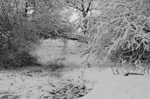 Snow landscape winter. — Stock Photo, Image