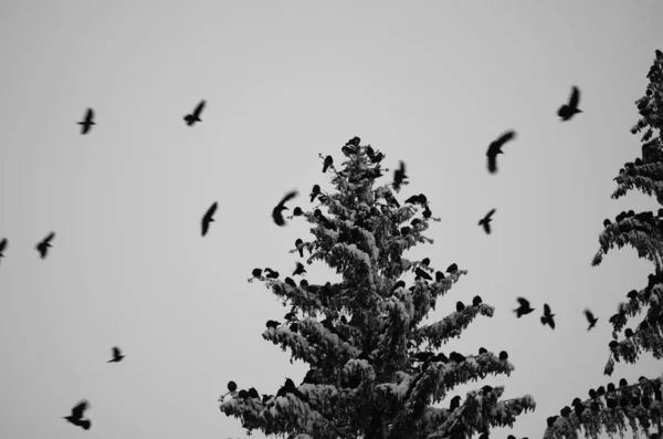 Corbeau regardant par-dessus l'épaule — Photo