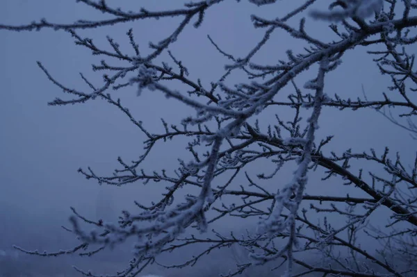 Tronchi d'albero nel paesaggio forestale. Composizione astratta sfondo con linee minimali in inverno — Foto Stock