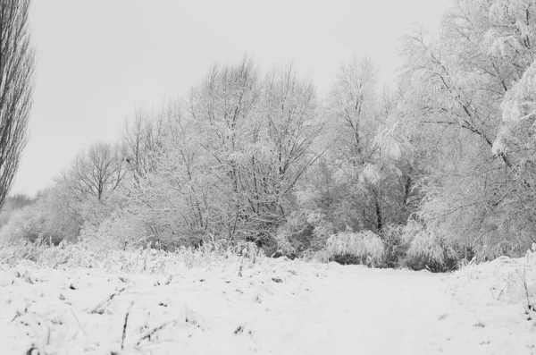 Snow landscape winter. — Stock Photo, Image