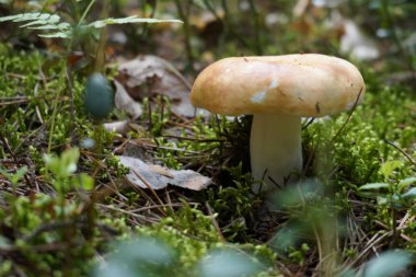 Yerde büyüyen mantarın yakın plan çekimi.