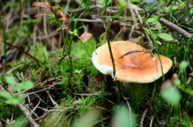 Latince adı agaricus silvaticus olan mantarlar ormandaki açıklıkta