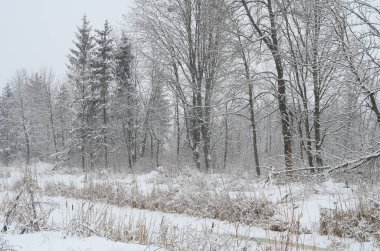 Karla kaplı ağaçlarla kaplı kış manzarası