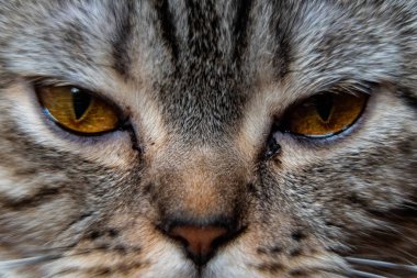 Genç, çılgın, şaşkın kedi gözlerini kapadı. Amerikan kısaltması şaşırmış kedi ya da kedi yavrusu komik suratlı koca gözlü. Genç kedi şaşırmış ve korkmuş görünüyor. Duygusal açıdan şaşırmış, koca gözlü kedi yavrusu.