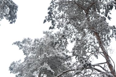 taç ağaçları. alt Görünüm